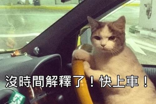 一只猫在开车没时间解释了，快上车
