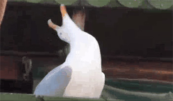 一只鹅仰头笑的表情包图片
