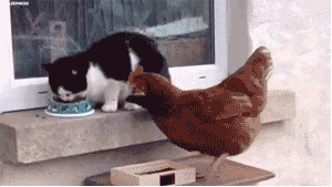 母鸡偷吃猫咪食物，猫咪出拳连续攻击