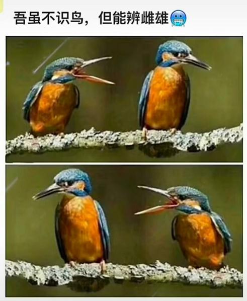 吾虽不识鸟，但能辨雌雄（两只鸟在树上）表情包：