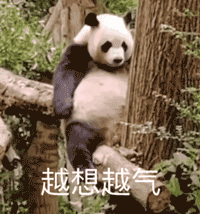 越想越气！大熊猫攥手生气坐树上