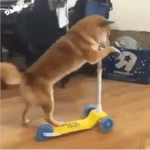狗子（柴犬）骑滑板车