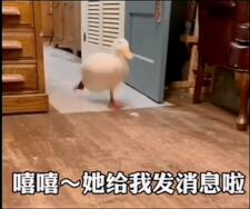 一只鸭子跑来跑去等微信消息的表情包
