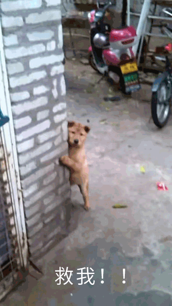 一只小狗躲墙角：救我！然后被小朋友拖走……