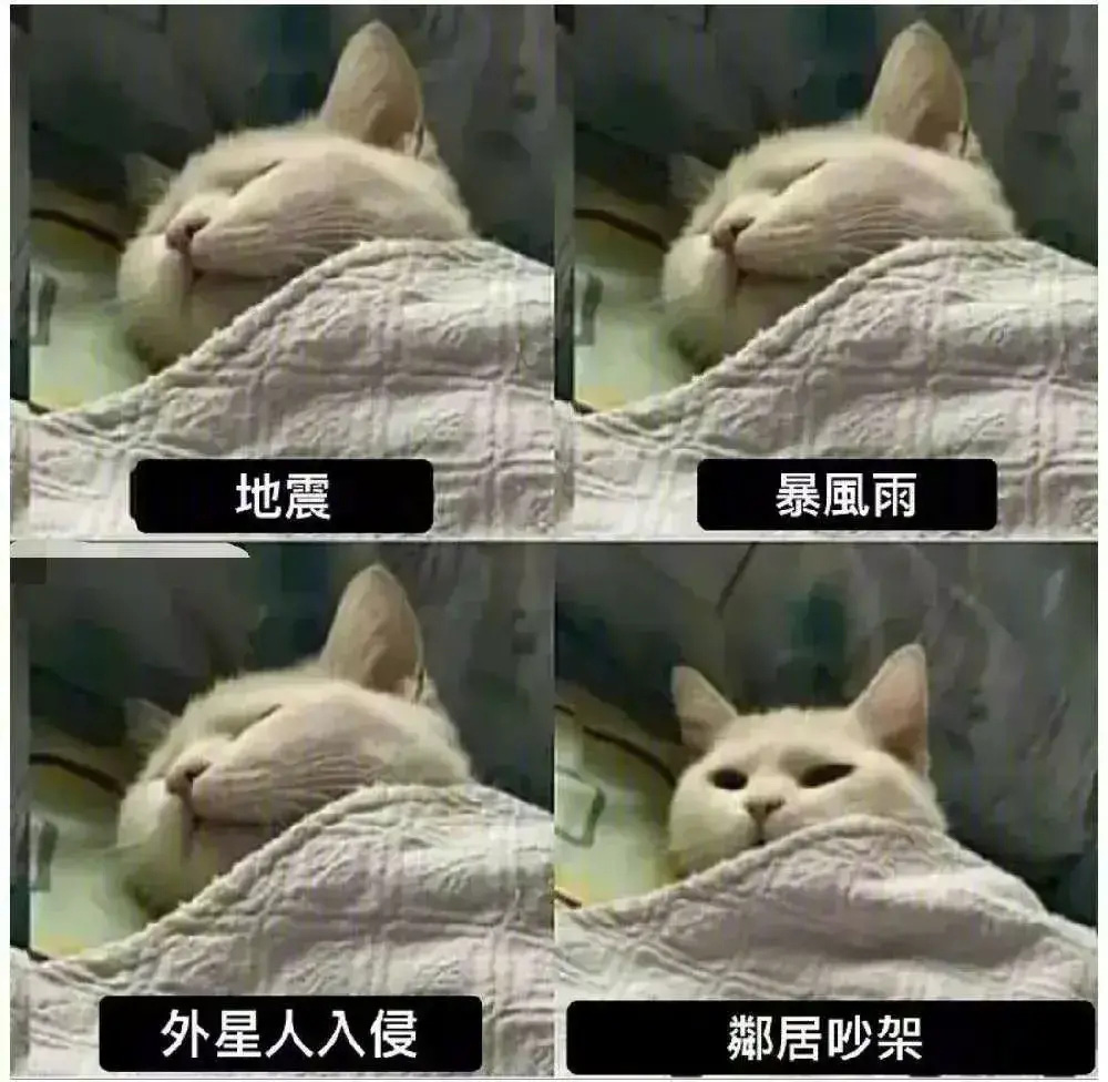 猫咪：只有八卦才能叫醒我