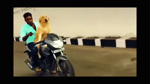 狗子骑摩托车表情包—加油布鲁斯 你可以的！