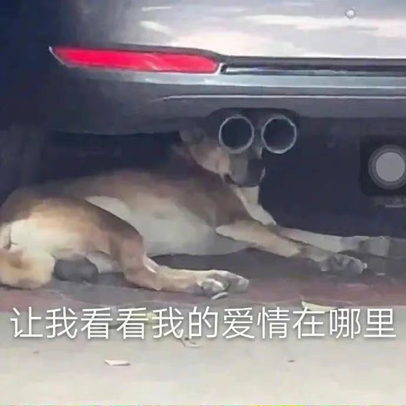 狗子握在车底“排气管双眼”的搞笑图