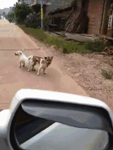 两只狗子正在交配，大爷骑车路过……