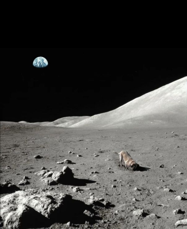 一只狗子在月球上挖坑的搞笑图