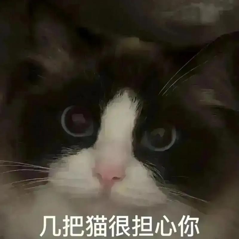 几把猫很担心你表情包