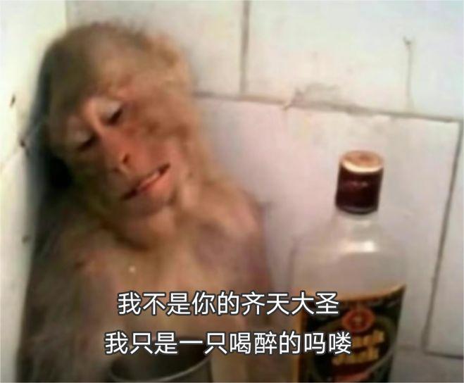 猴子喝酒喝醉表情包：我不是你的齐天大圣，我只是一只喝醉的吗喽