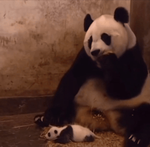大熊猫被自己的孩子吓一跳表情包动图